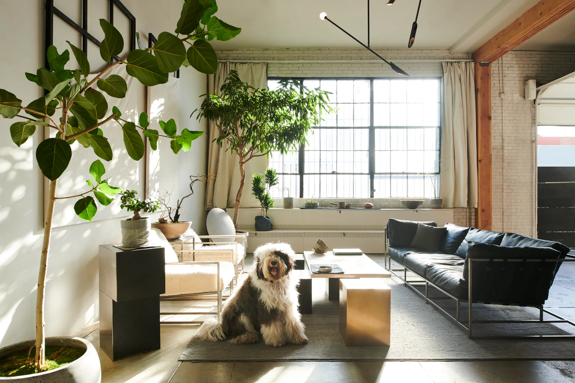 Sunlit loft living room with large windows, leafy plants, modern seating and a dog beside the coffee table.